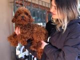 Toy poodle Yavrular