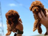 Ankaranın En Elit Toy Poodle Yavruları Petmode Den