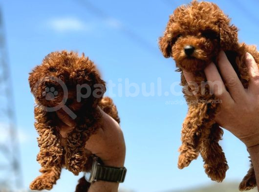 Ankaranın En Elit Toy Poodle Yavruları Petmode Den görsel