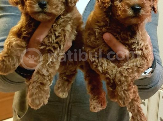 Red Brown Kizil Orji̇nal Toy Poodle Bebekler görsel