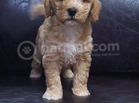 Gerçek Malti̇poo Anne Baba Dan Malti̇poo Bebekler görsel
