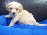 Gerçek Malti̇poo Anne Baba Dan Malti̇poo Bebekler