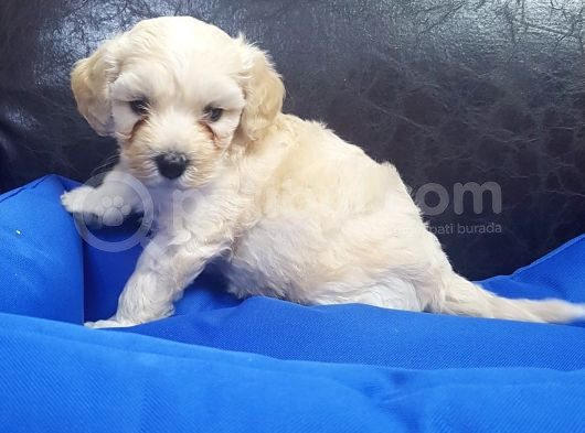 Gerçek Malti̇poo Anne Baba Dan Malti̇poo Bebekler görsel