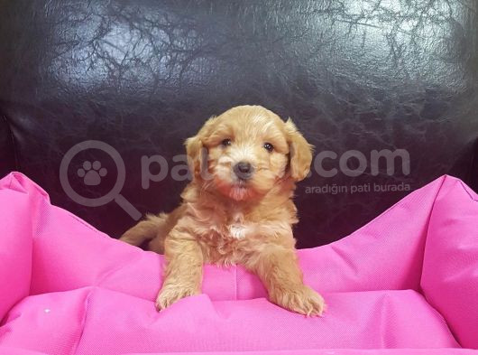 Gerçek Malti̇poo Anne Baba Dan Malti̇poo Bebekler görsel