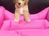 Gerçek Malti̇poo Anne Baba Dan Malti̇poo Bebekler