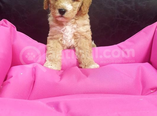 Gerçek Malti̇poo Anne Baba Dan Malti̇poo Bebekler görsel