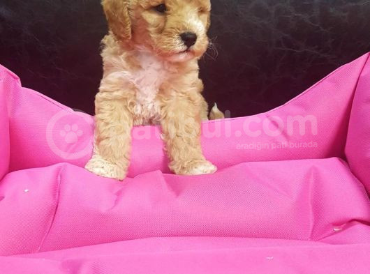 Gerçek Malti̇poo Anne Baba Dan Malti̇poo Bebekler görsel