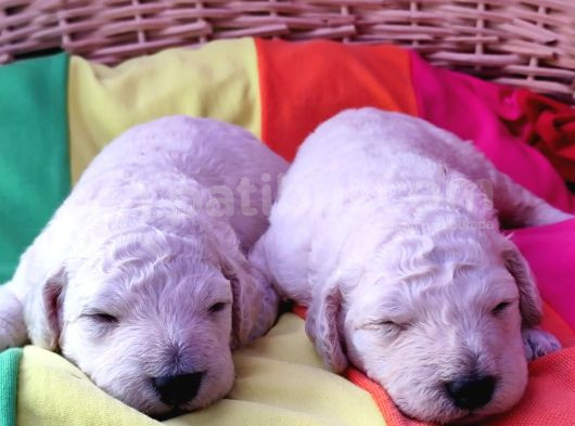 Standart Dev Poodle Yavrular Cok Uygun Fi̇yatlara görsel