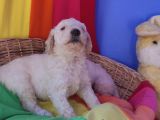 Standart Dev Poodle Yavrular Cok Uygun Fi̇yatlara