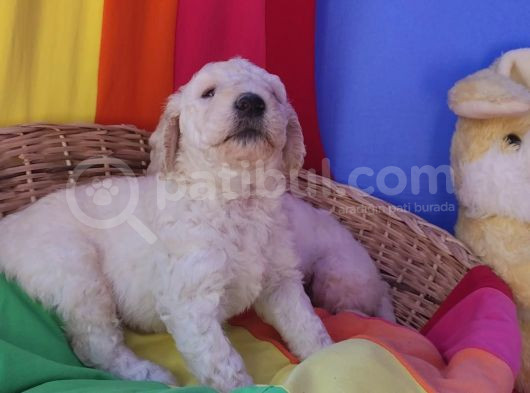 Standart Dev Poodle Yavrular Cok Uygun Fi̇yatlara görsel