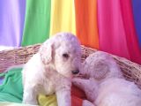 Standart Dev Poodle Yavrular Cok Uygun Fi̇yatlara