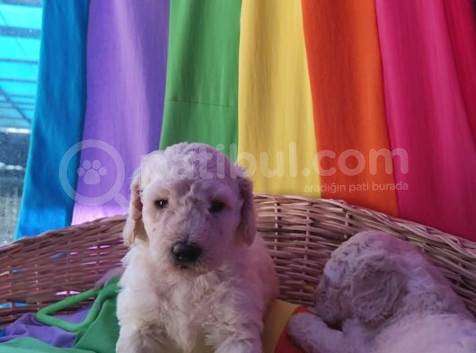 Standart Dev Poodle Yavrular Cok Uygun Fi̇yatlara görsel