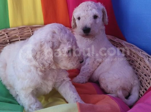 Standart Dev Poodle Yavrular Cok Uygun Fi̇yatlara