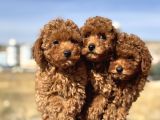 Ankaranın En Elit Toy Poodle Yavruları Petmode Den