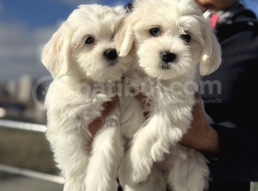 Wc Eğitimli Kar Beyaz 0 Numara Maltese Terrier Yavrularımız görsel
