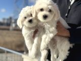 Wc Eğitimli Kar Beyaz 0 Numara Maltese Terrier Yavrularımız
