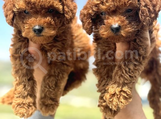 Ankaranın En Elit Toy Poodle Yavruları Petmode Den görsel