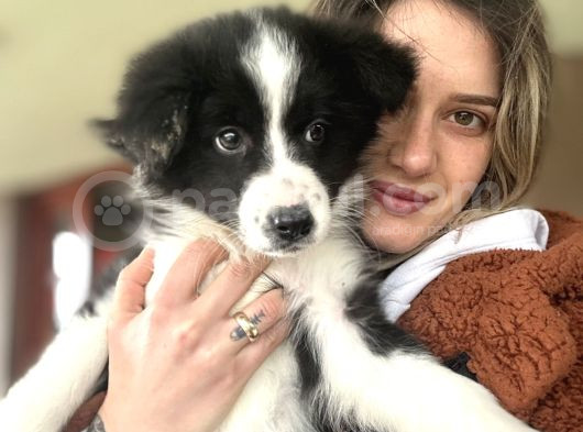 Her Renk Border Collie Yavru görsel