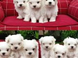 A kalite Maltese terrier yavrularımız