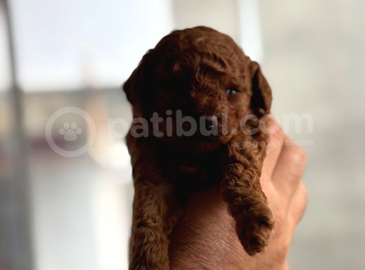 Kore Erkek Yavru Toy Poodle