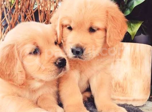 Beybfes Golden Bebekler görsel