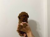 Show Kalite Sağlık Ve Irk Garantili Poodle Yavrularımız