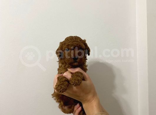 Show Kalite Sağlık Ve Irk Garantili Poodle Yavrularımız görsel
