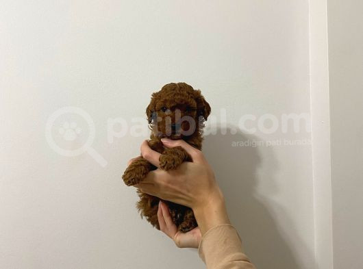 Show Kalite Sağlık Ve Irk Garantili Poodle Yavrularımız görsel