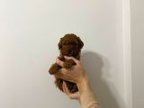 Şow Kalite Sağlık Irk Garantili Poodle Yavrularımız