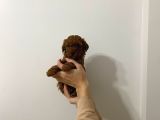 Show Kalite Sağlık Ve Irk Garantili Poodle Yavrularımız