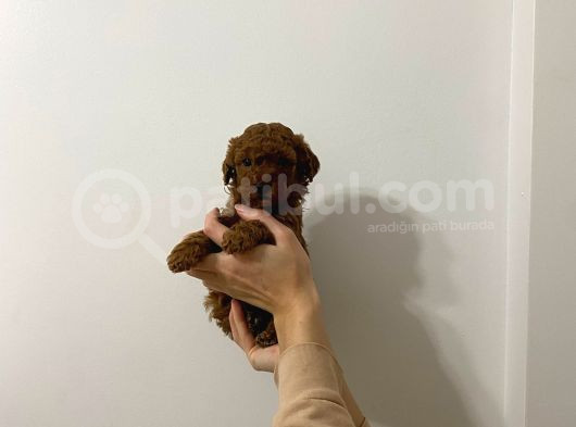 Show Kalite Sağlık Ve Irk Garantili Poodle Yavrularımız görsel