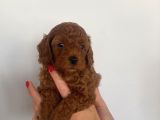 Show kalite sağlık ve ırk garantili poodle yavrularımız