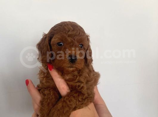 Show Kalite Sağlık Ve Irk Garantili Poodle Yavrularımız