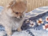 Pomerian Bebeğimiz