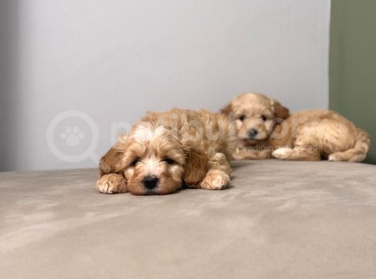 Maltipoo Bebeklerim