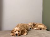 Maltipoo Bebeklerim