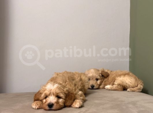 Maltipoo Bebeklerim görsel
