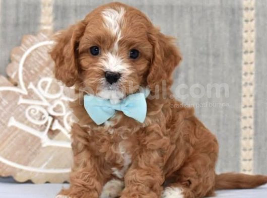 Maltipo cinsi yavrular kahve tonlu mini boy puppy