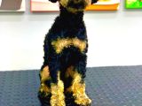 Muhteşem Güzellikte Phantom Poodle Erkek Yavrumuz
