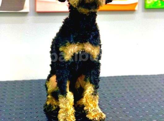Muhteşem Güzellikte Phantom Poodle Erkek Yavrumuz görsel