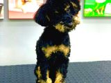 Muhteşem Güzellikte Phantom Poodle Erkek Yavrumuz