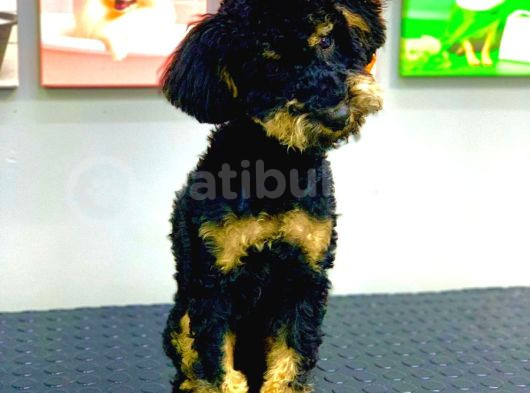 Muhteşem Güzellikte Phantom Poodle Erkek Yavrumuz görsel