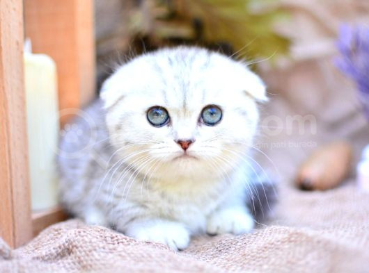 Gümüş Çizgili Ns24 Scottishfold Shorthair