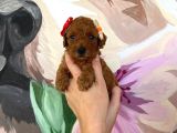 Sağlık Ve Irk Garantili Toy Poodle Yavrularımız