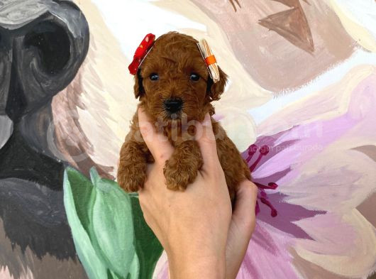 Sağlık Ve Irk Garantili Toy Poodle Yavrularımız görsel