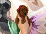 Sağlık Ve Irk Garantili Toy Poodle Yavrularımız