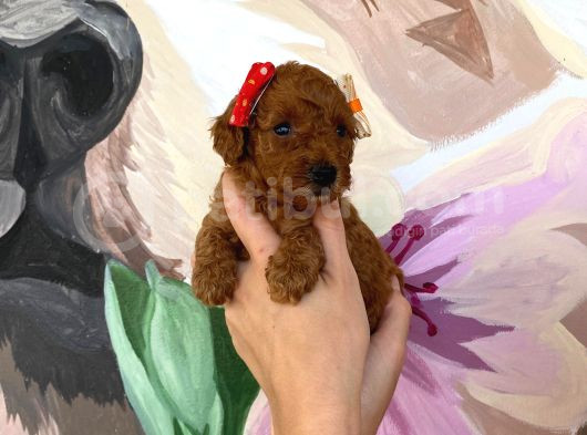 Sağlık Ve Irk Garantili Toy Poodle Yavrularımız görsel