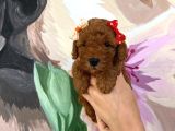 Sağlık ve ırk garantili toy poodle yavrularımız