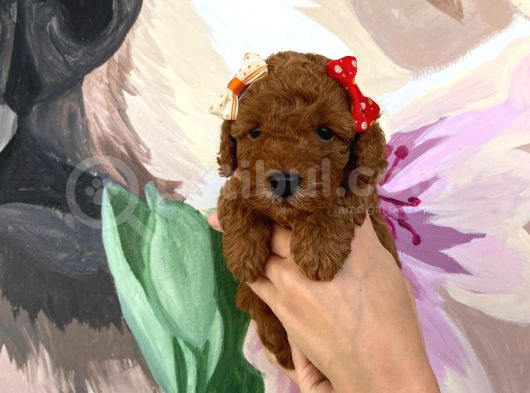 Sağlık Ve Irk Garantili Toy Poodle Yavrularımız