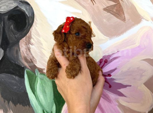 Sağlık Ve Irk Garantili Toy Poodle Yavrularımız görsel